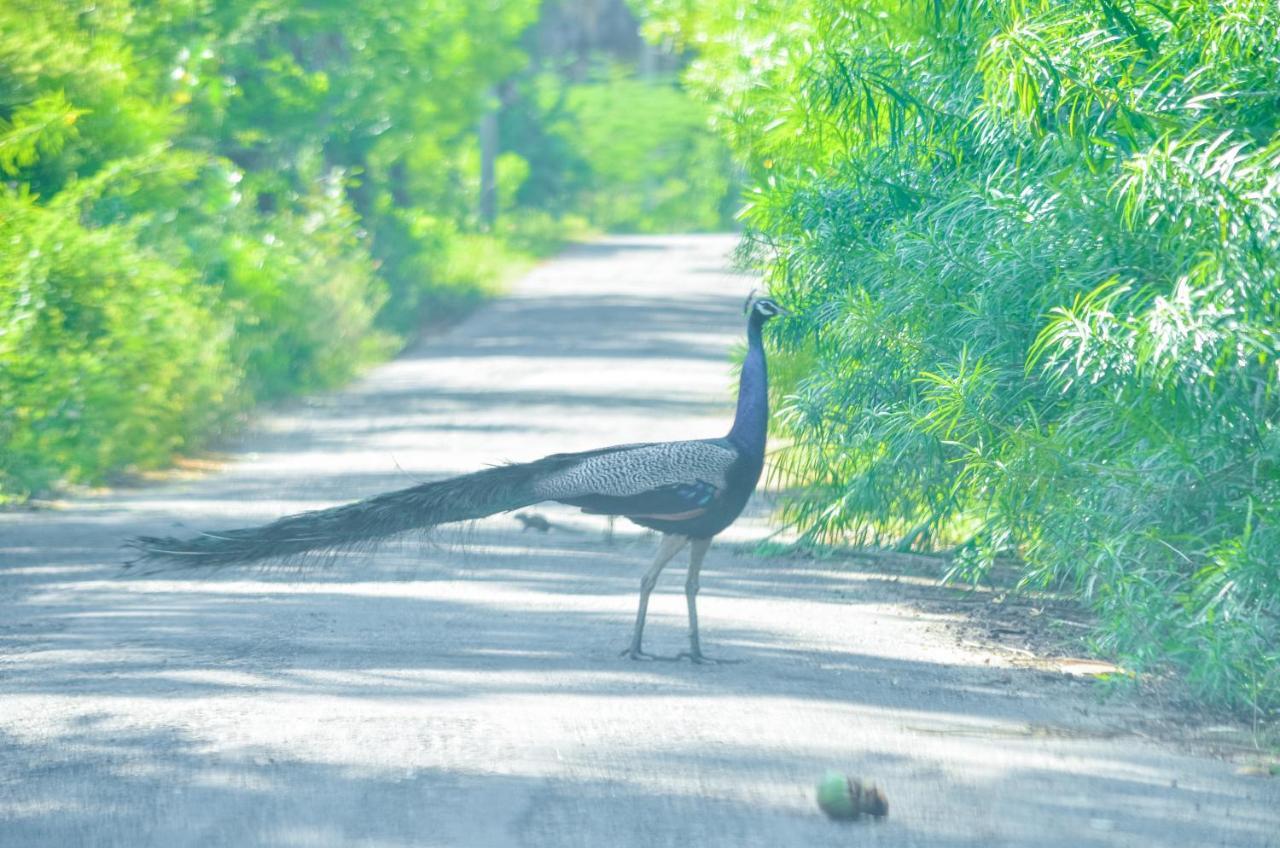 Forestville Yala Luaran gambar