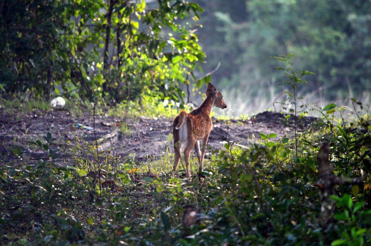 Forestville Yala Luaran gambar