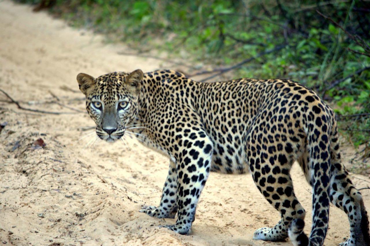 Forestville Yala Luaran gambar