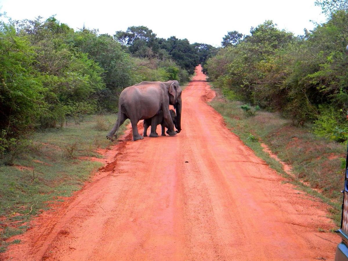 Forestville Yala Luaran gambar
